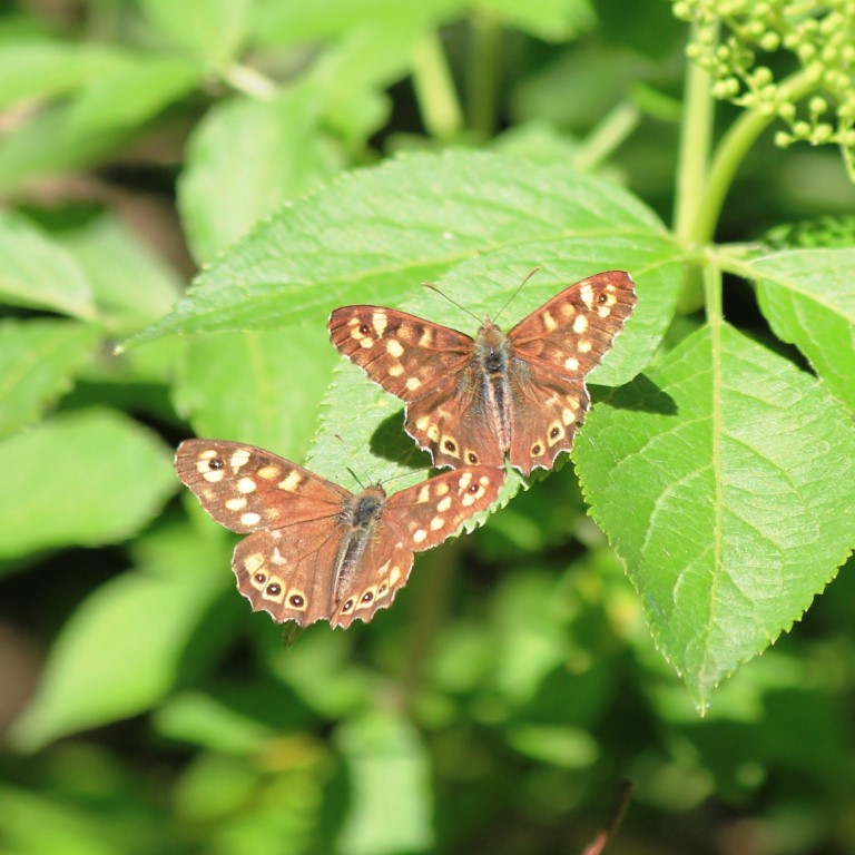 speckled wood butterflies